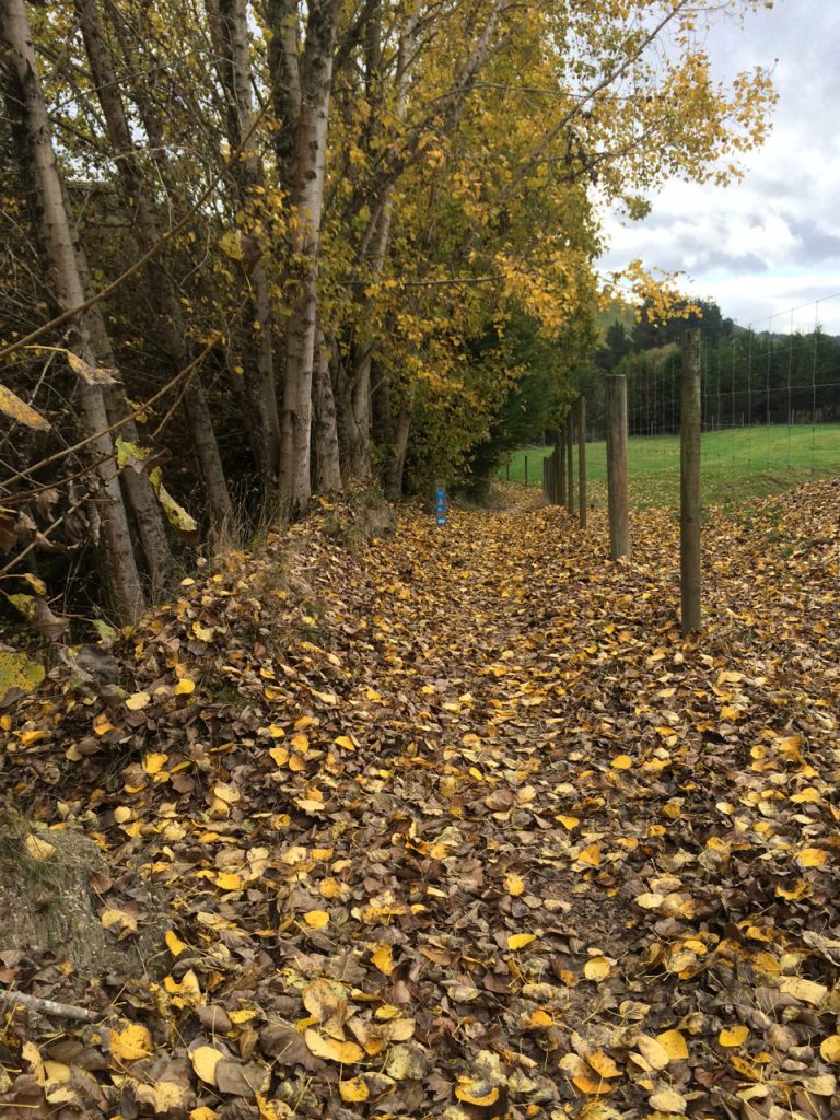 IMG_6508